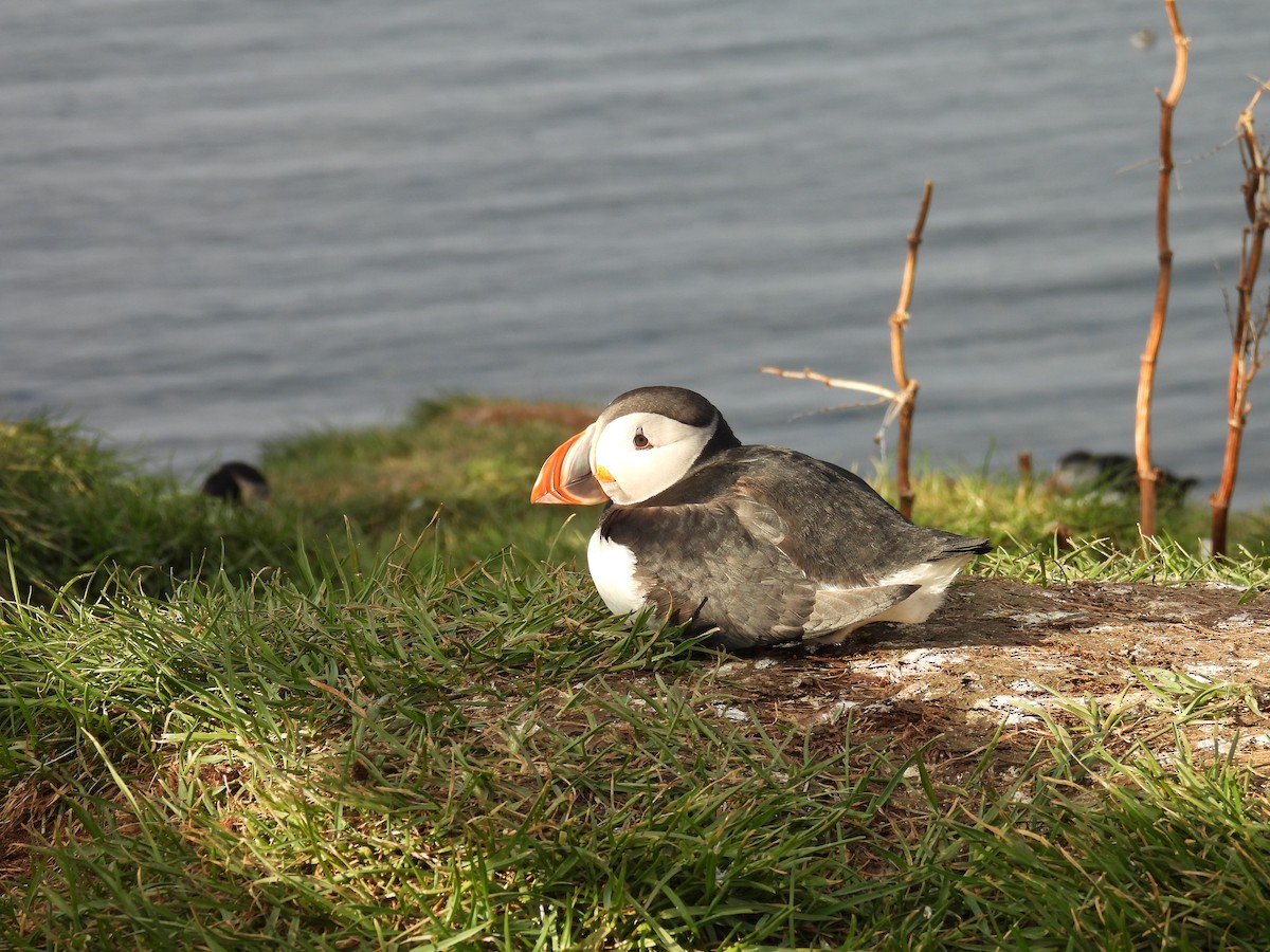 Atlantic Puffin - Kathryn Hyndman