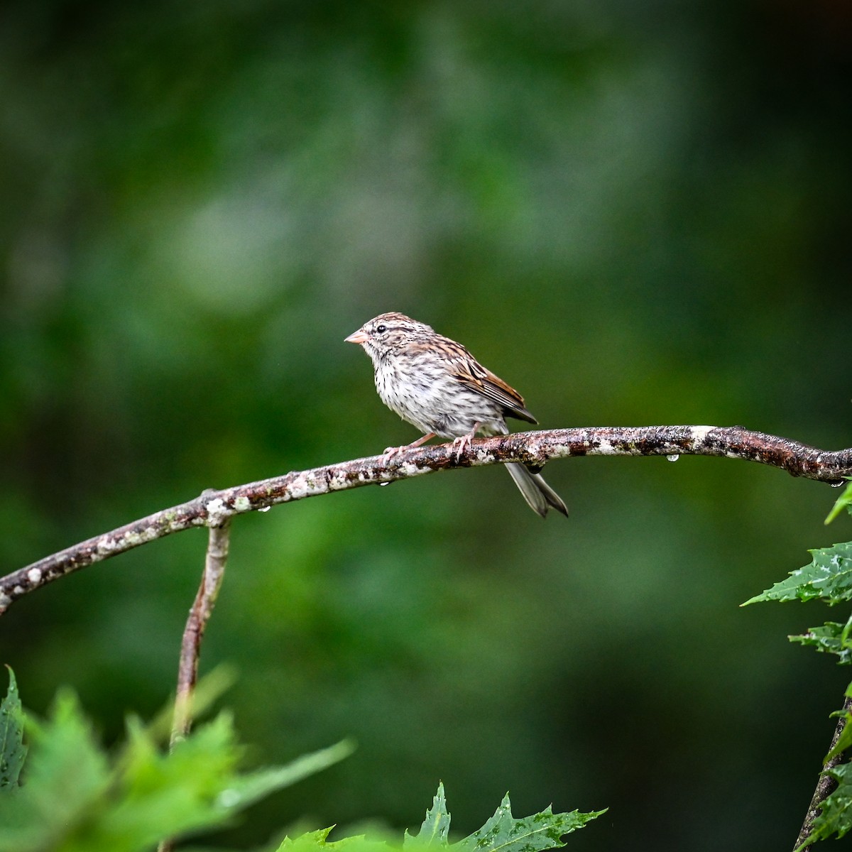 Chipping Sparrow - David Govoni