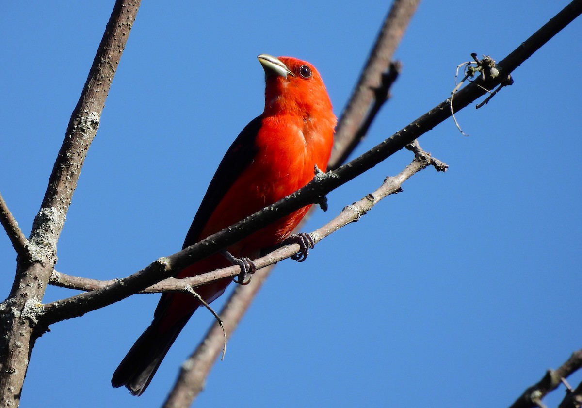 Scarlet Tanager - ML621680679