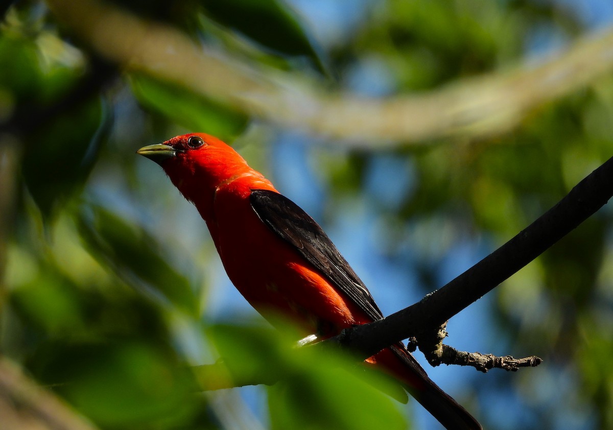 Scarlet Tanager - ML621680680