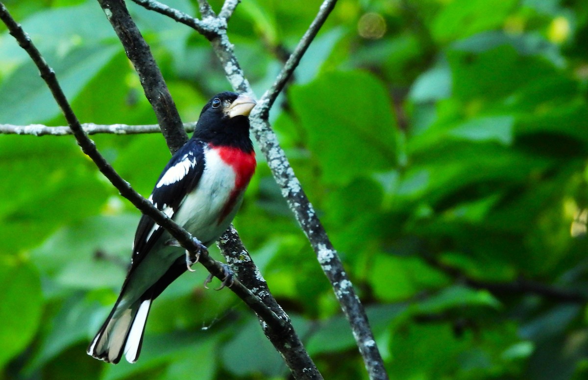 Rose-breasted Grosbeak - ML621680688