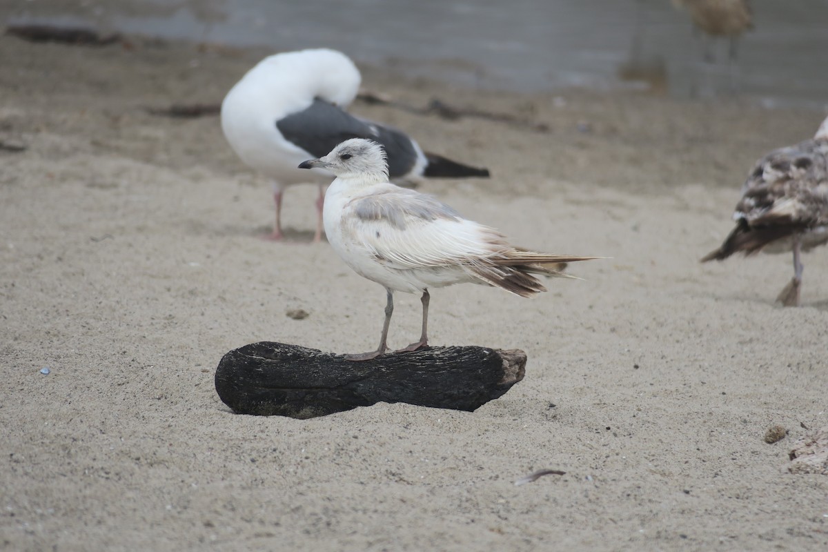 Short-billed Gull - ML621680696