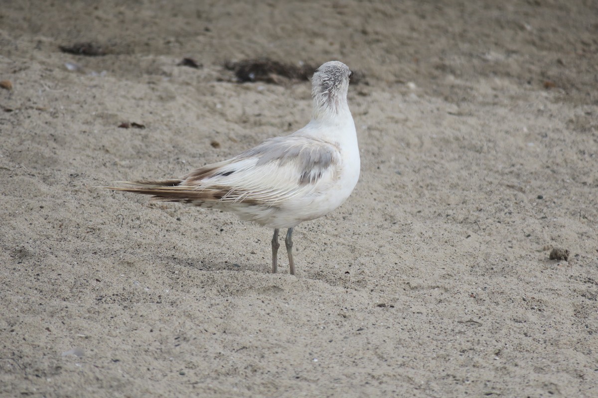 Short-billed Gull - ML621680698