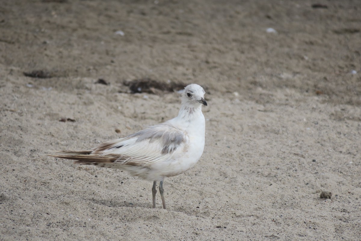 Short-billed Gull - ML621680699