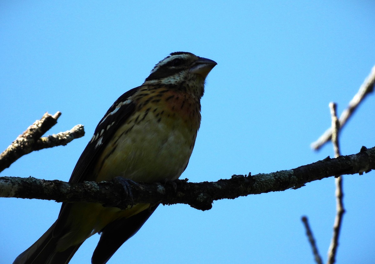 Rose-breasted Grosbeak - ML621680702