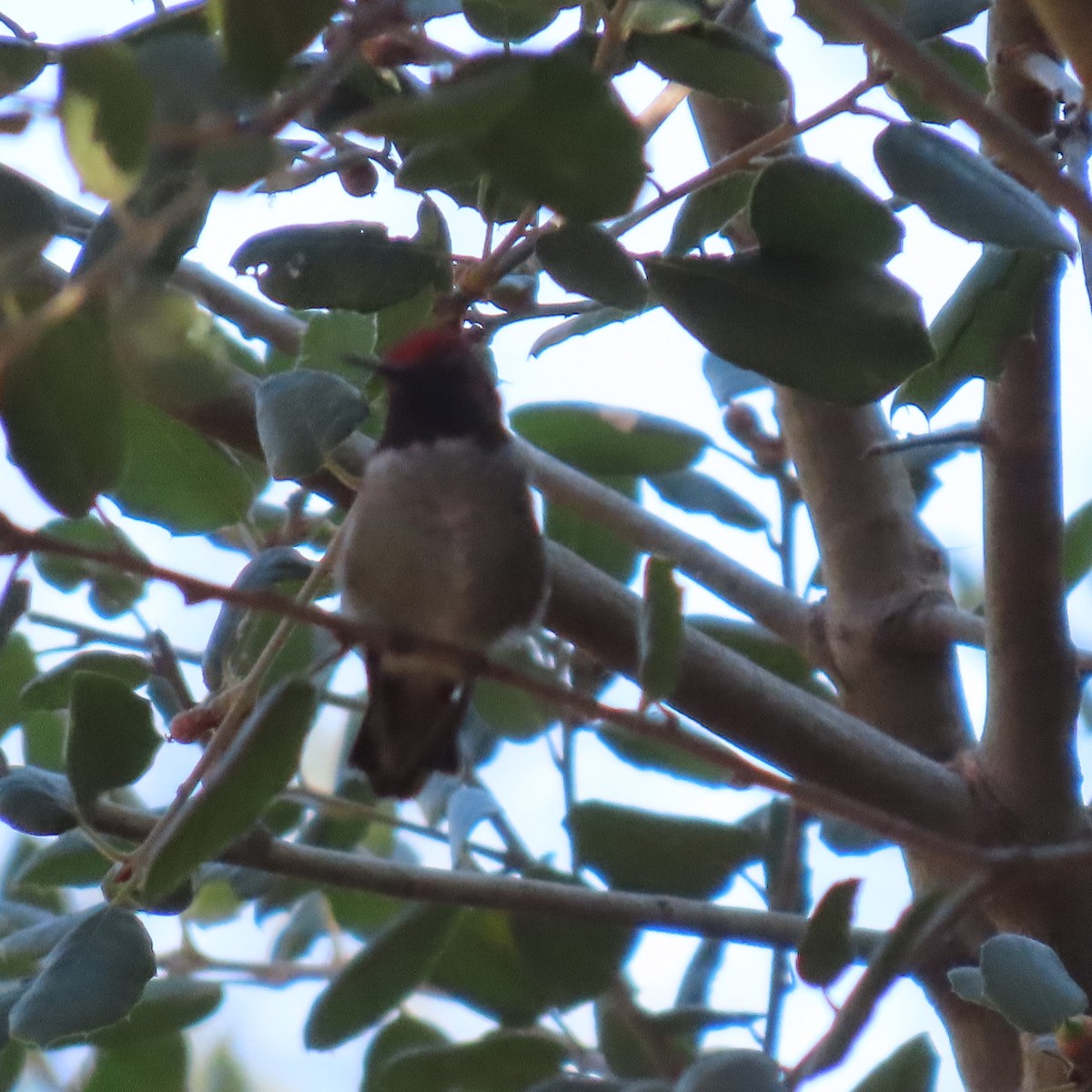 hummingbird sp. - Brian Nothhelfer