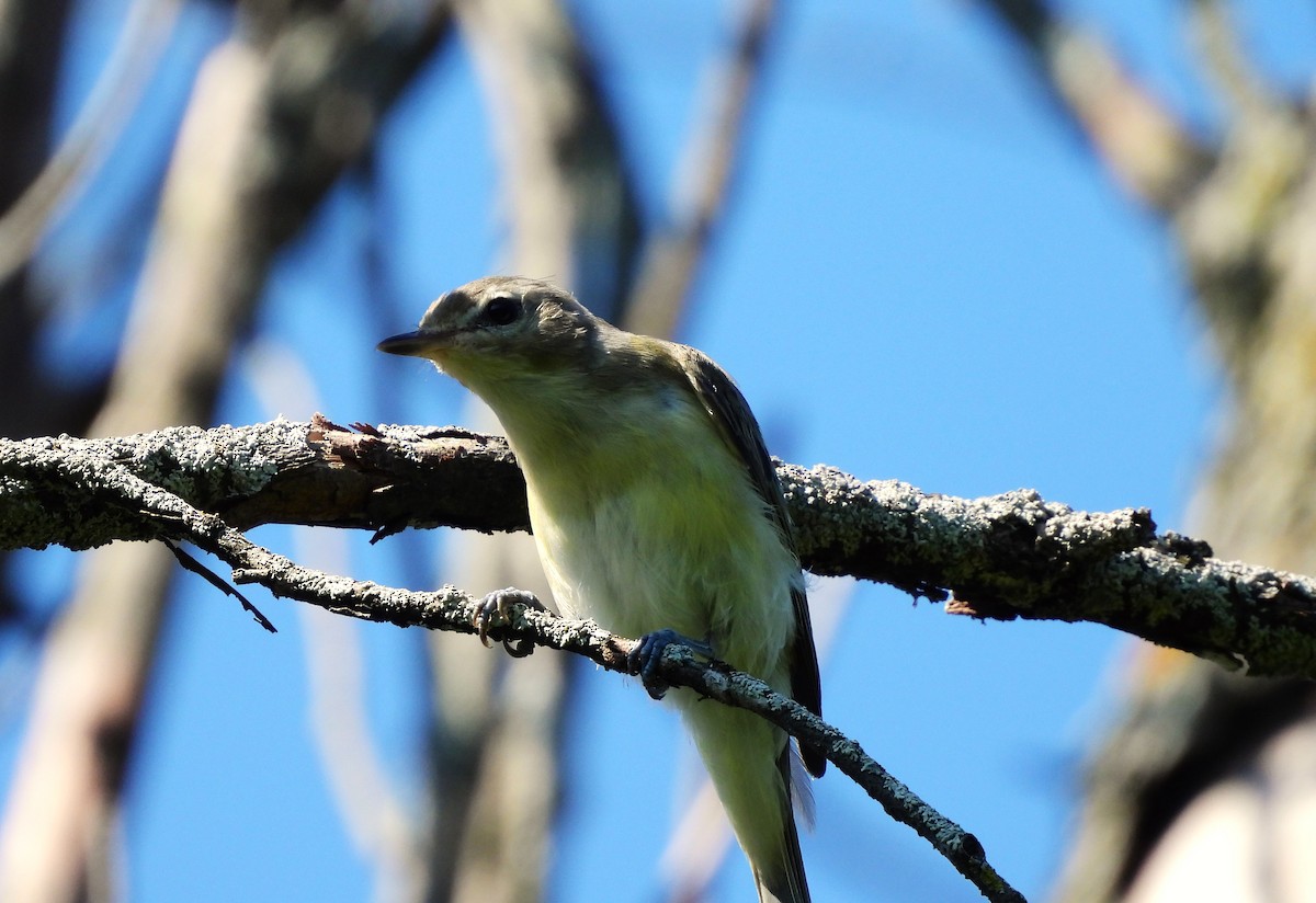 Warbling Vireo - ML621680730