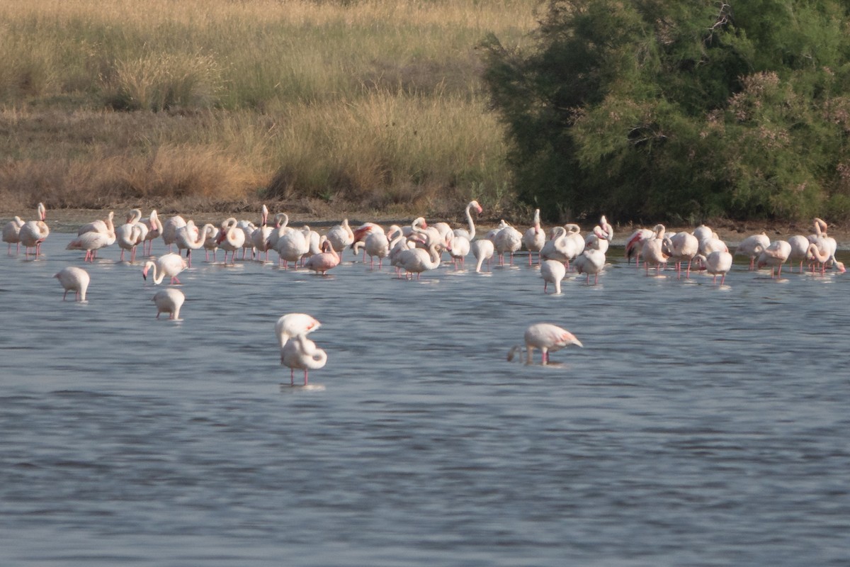 Lesser Flamingo - Vicente Pantoja Maggi