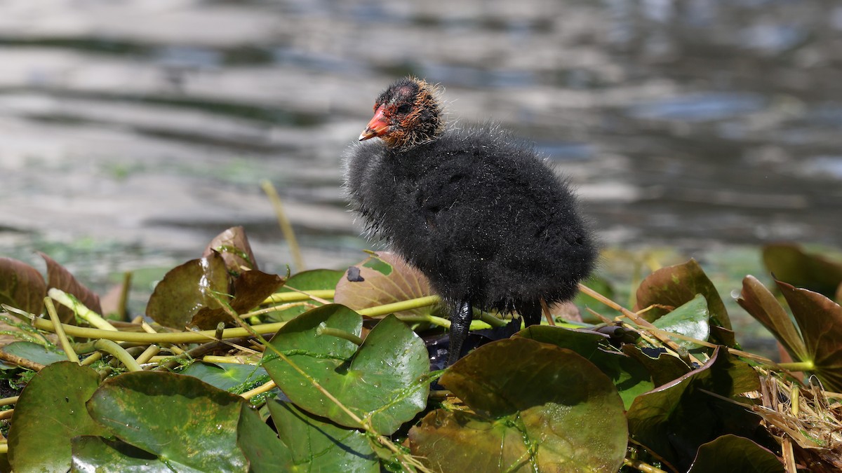 Eurasian Coot - ML621680869