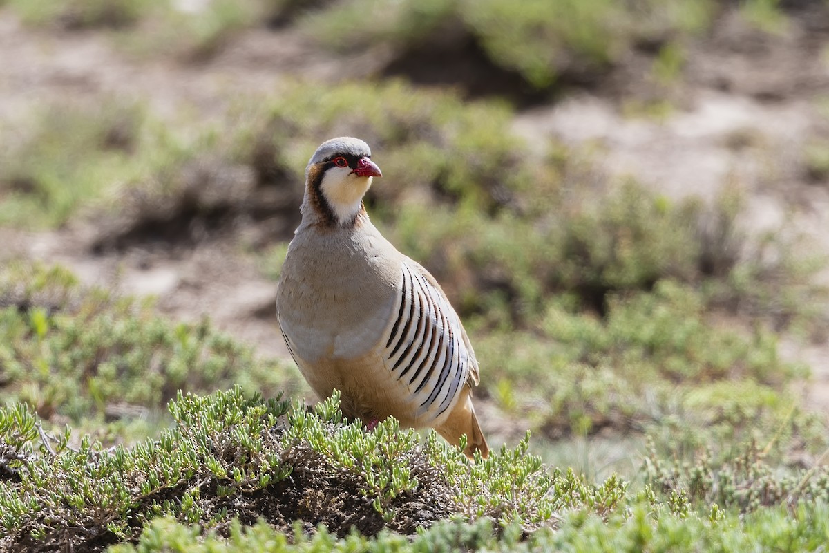 Przevalski's Partridge - ML621680874