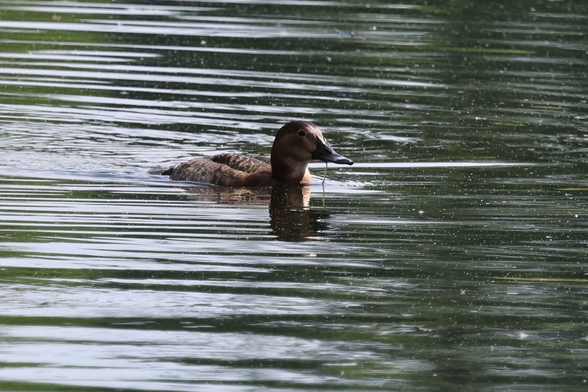 Common Pochard - ML621680880