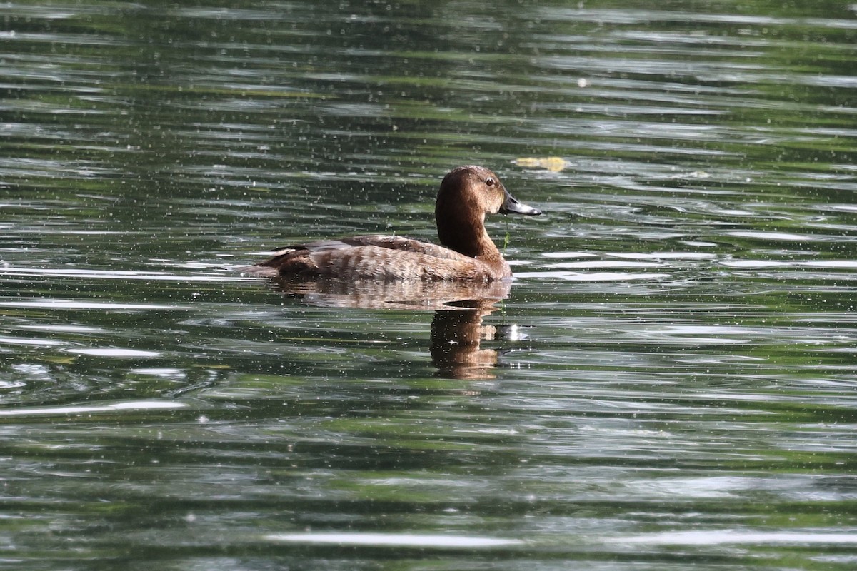 Common Pochard - ML621680881