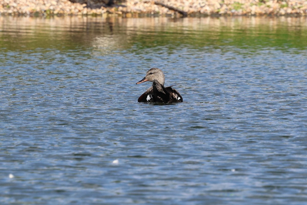 Gadwall - ML621680894