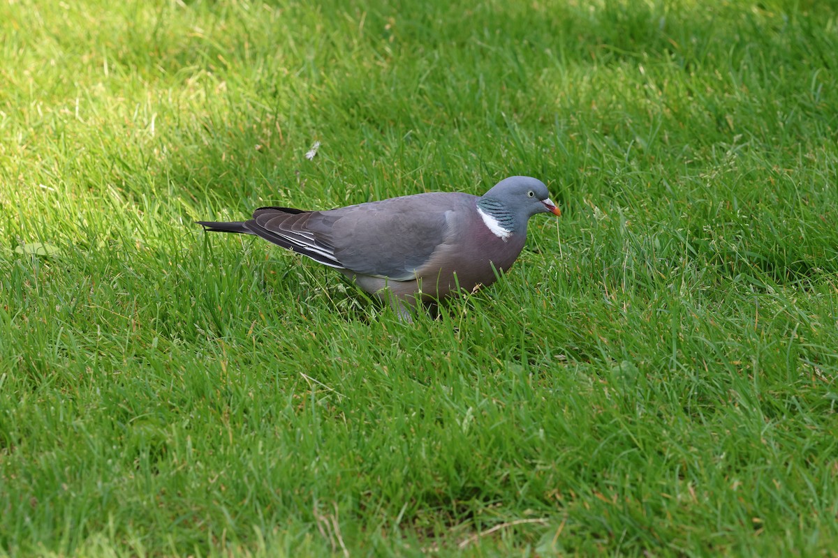 Common Wood-Pigeon (White-necked) - ML621680927