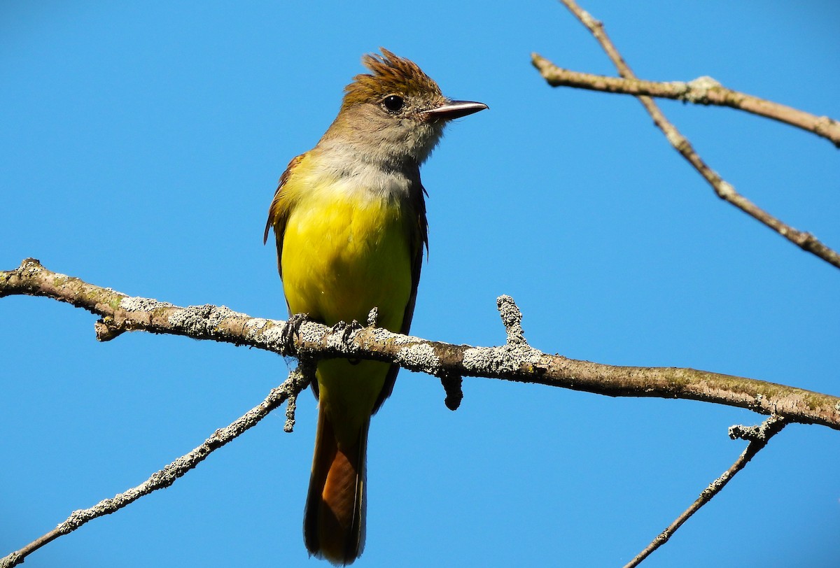 Great Crested Flycatcher - ML621680946