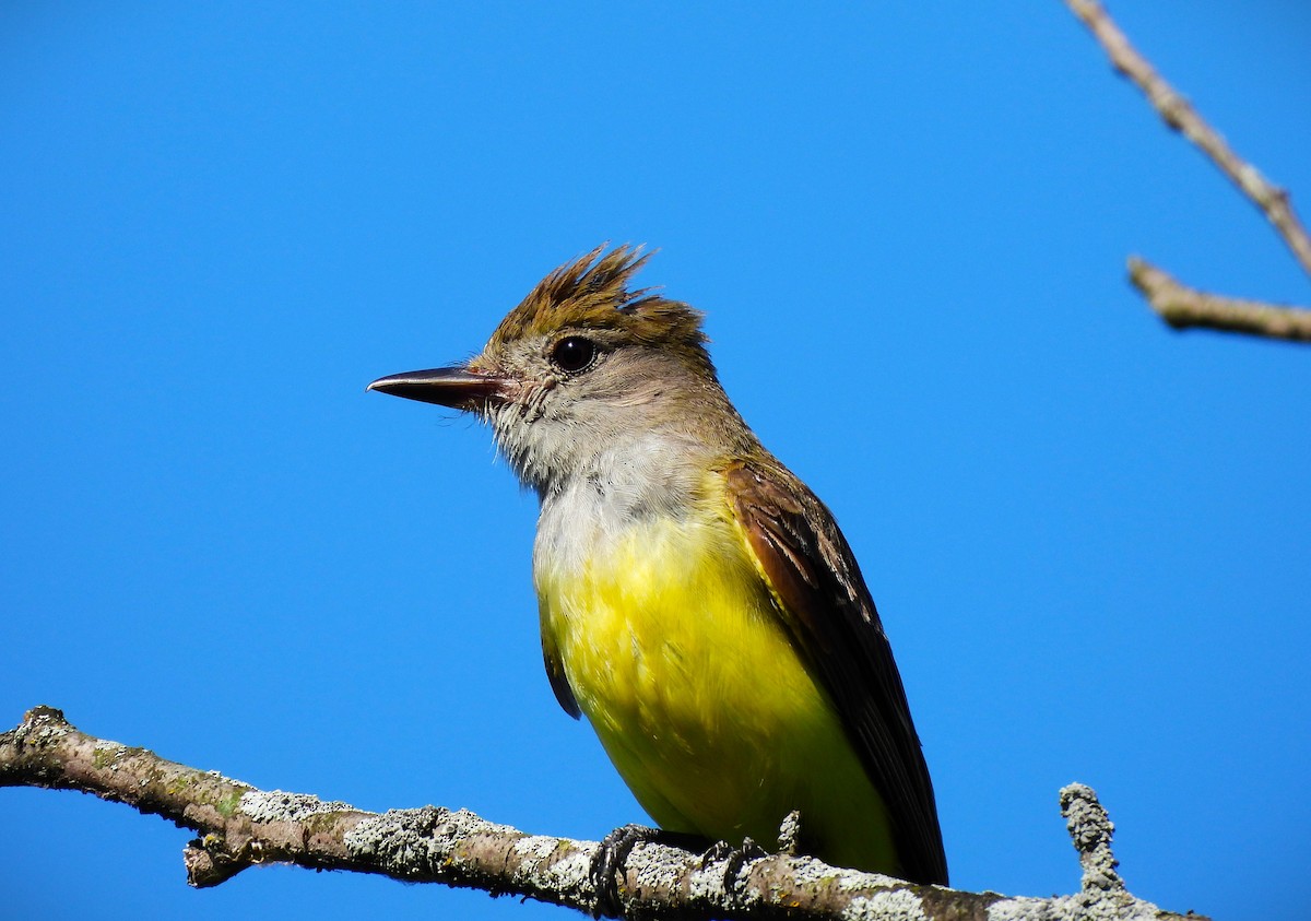 Great Crested Flycatcher - ML621680947