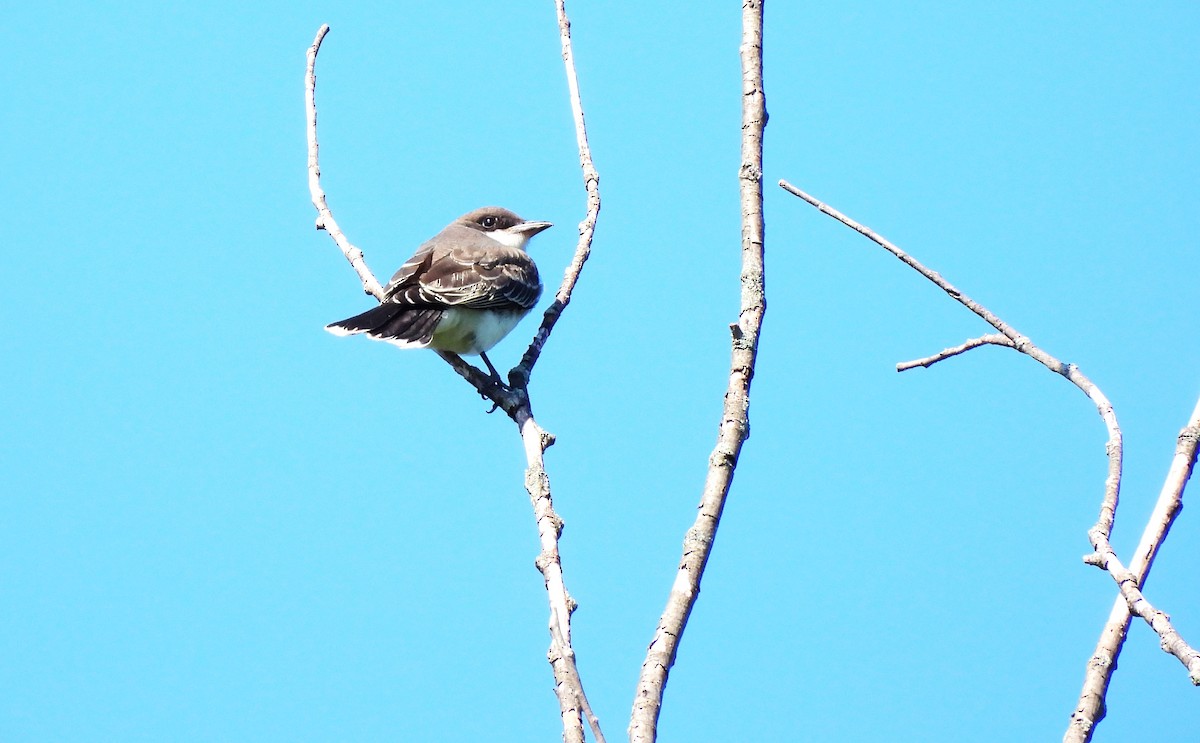 Eastern Kingbird - ML621680965