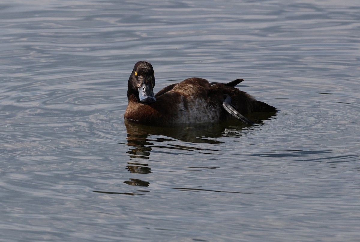 Tufted Duck - ML621680973