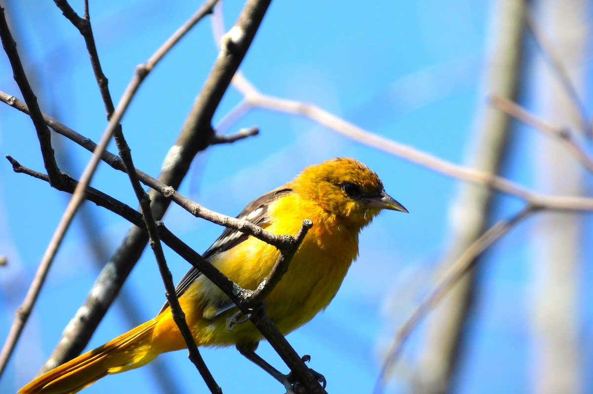 Baltimore Oriole - ML621680993