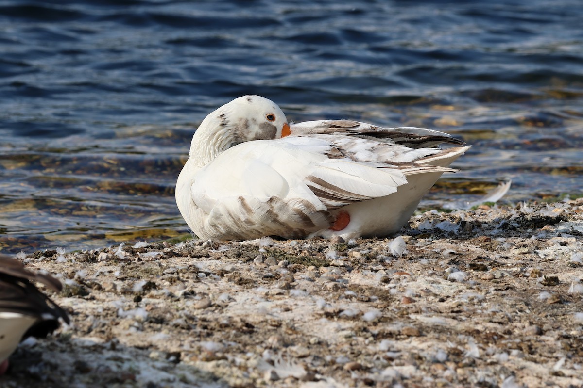 Graylag Goose - ML621680994