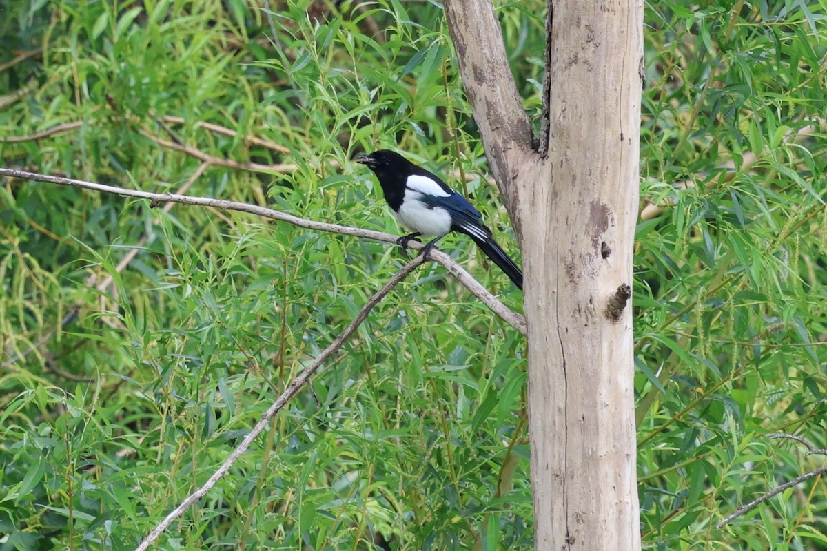 Eurasian Magpie - ML621681020