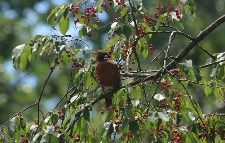 American Robin - ML621681034