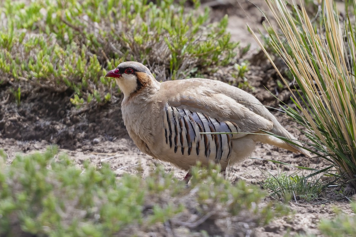 Przevalski's Partridge - ML621681057