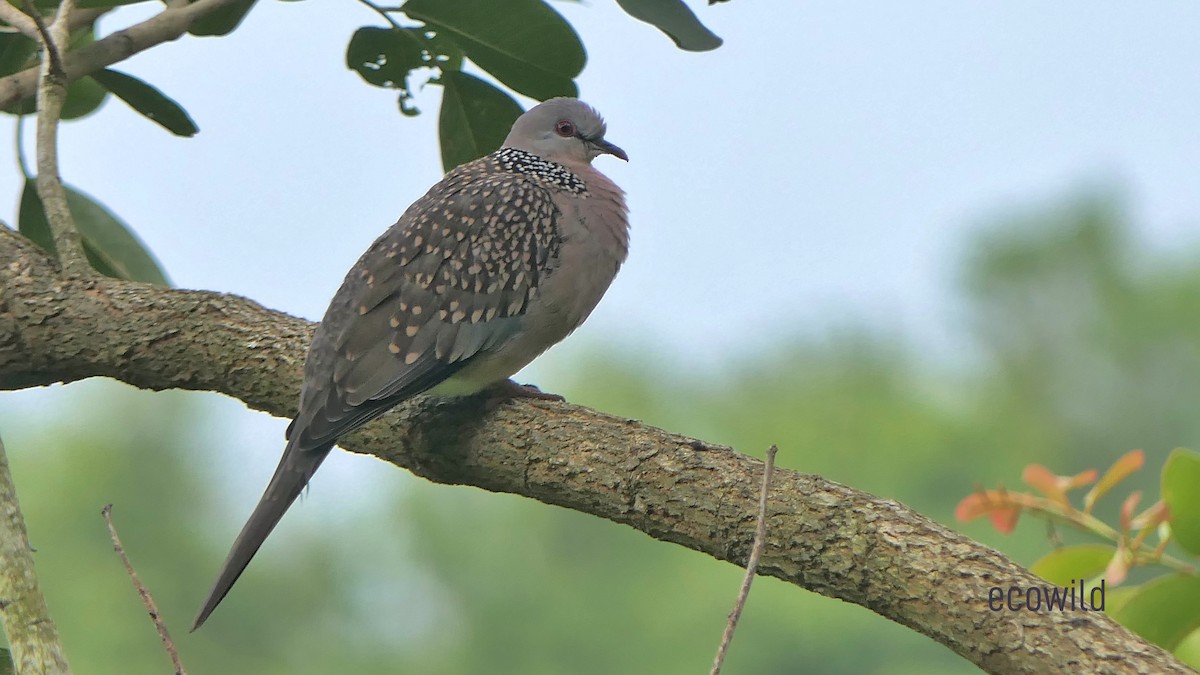 Spotted Dove - ML621681112