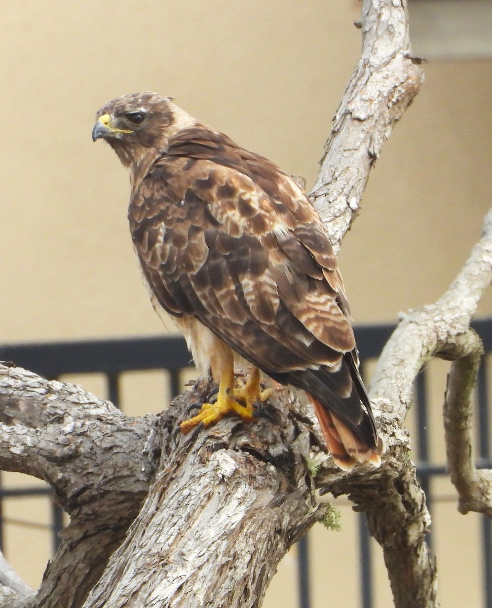 Red-tailed Hawk - Lynn Scarlett