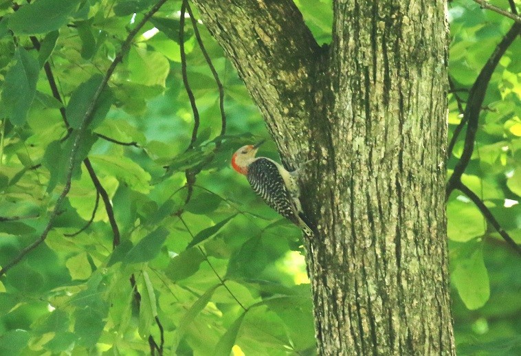 Red-bellied Woodpecker - ML621681220