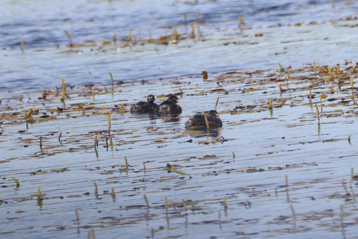 Little Grebe - ML621681315