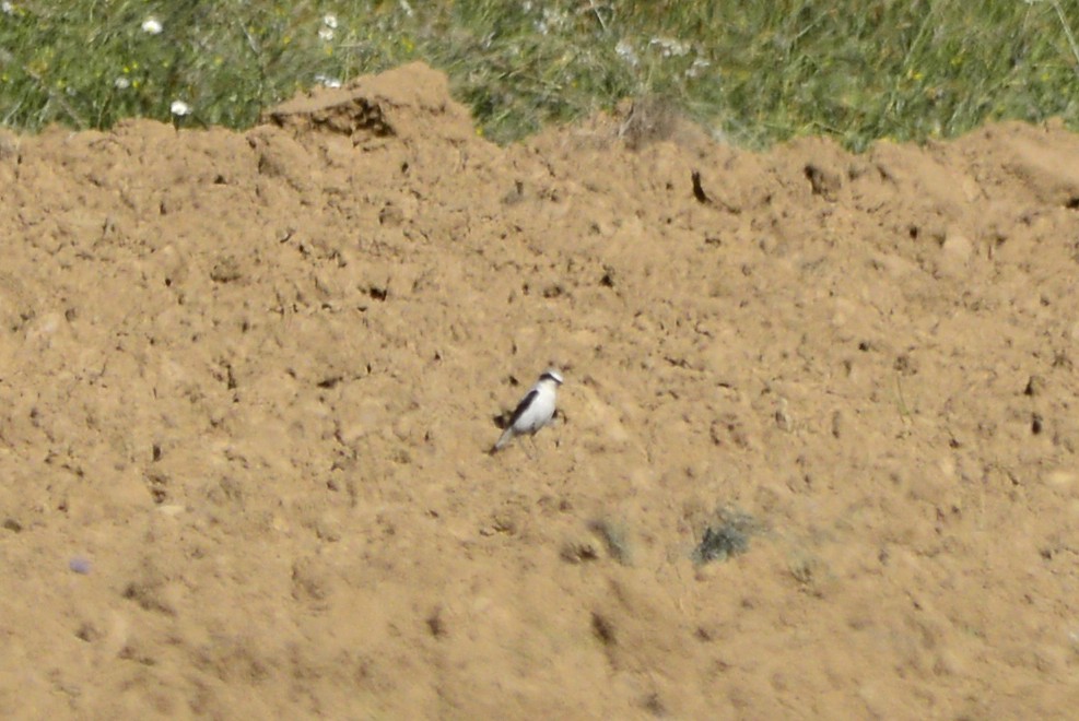 Northern Wheatear - ML621681365