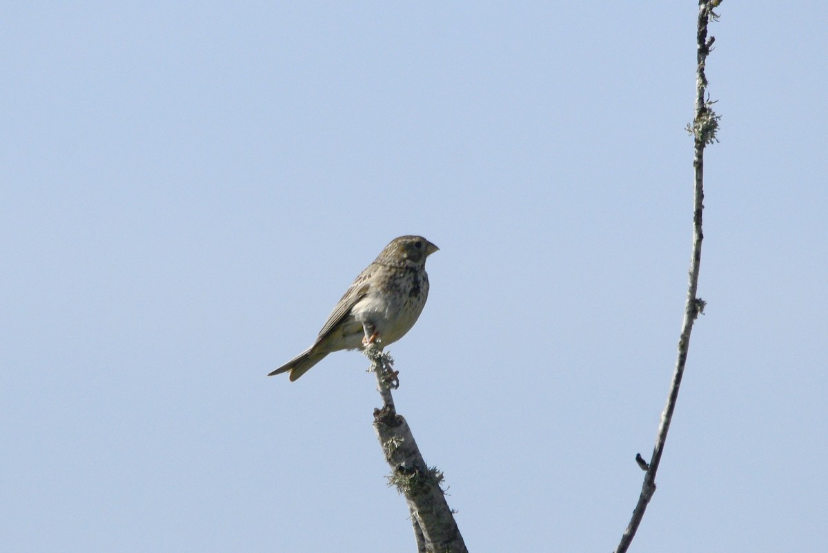 Corn Bunting - ML621681375