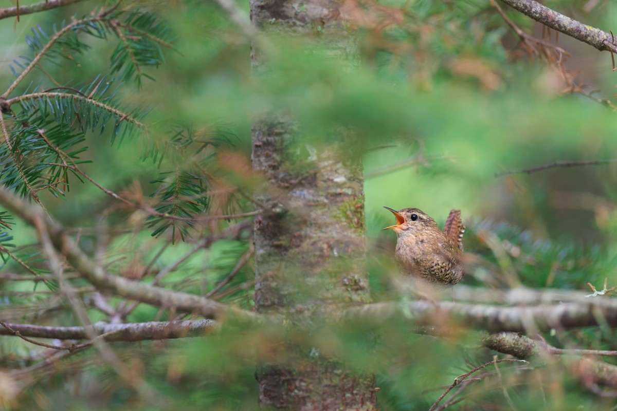 Winter Wren - ML621681420