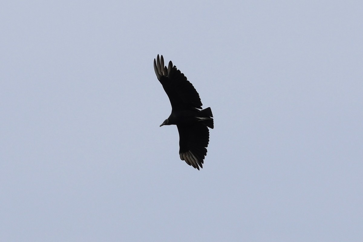 Black Vulture - ML621681421