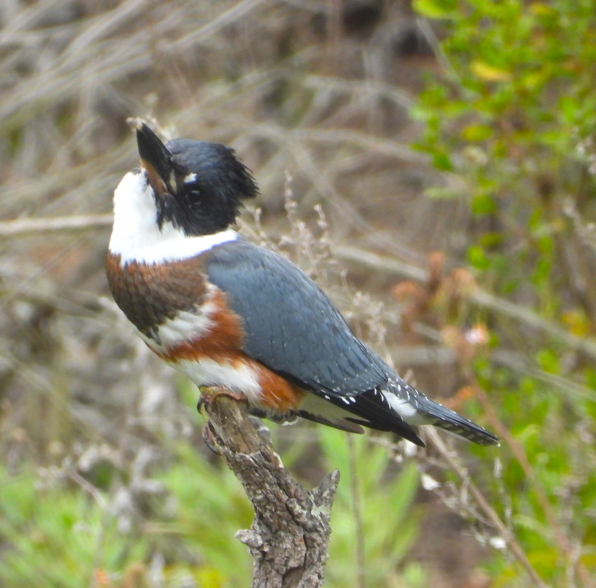 Belted Kingfisher - ML621681422