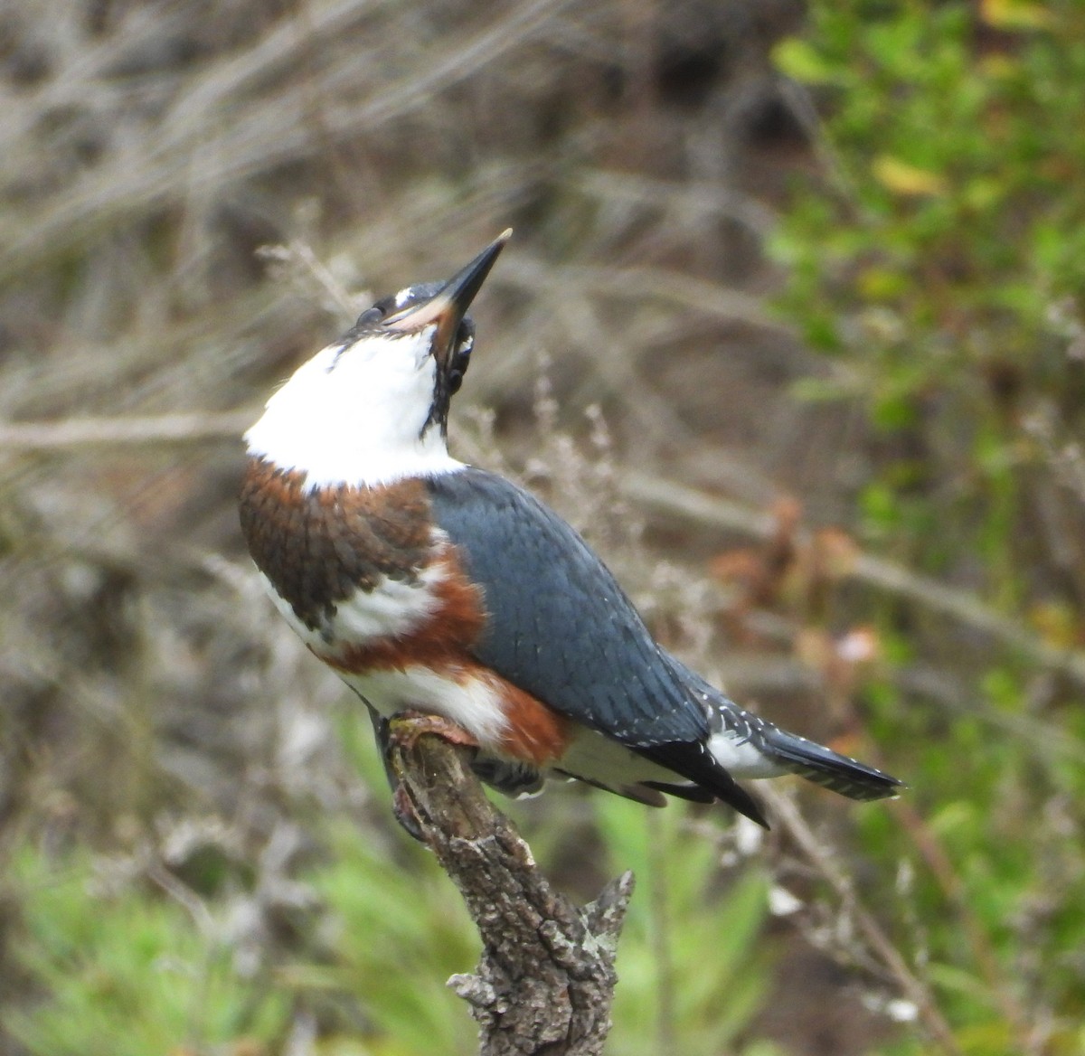 Belted Kingfisher - ML621681423