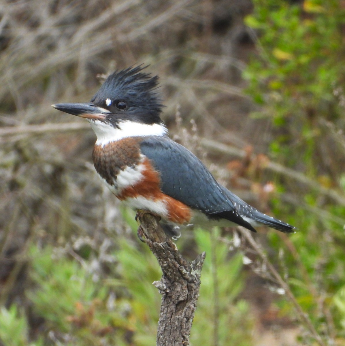 Belted Kingfisher - ML621681424