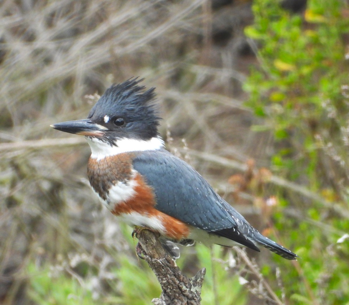 Belted Kingfisher - ML621681425