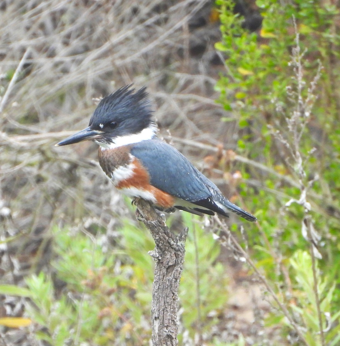 Belted Kingfisher - ML621681426