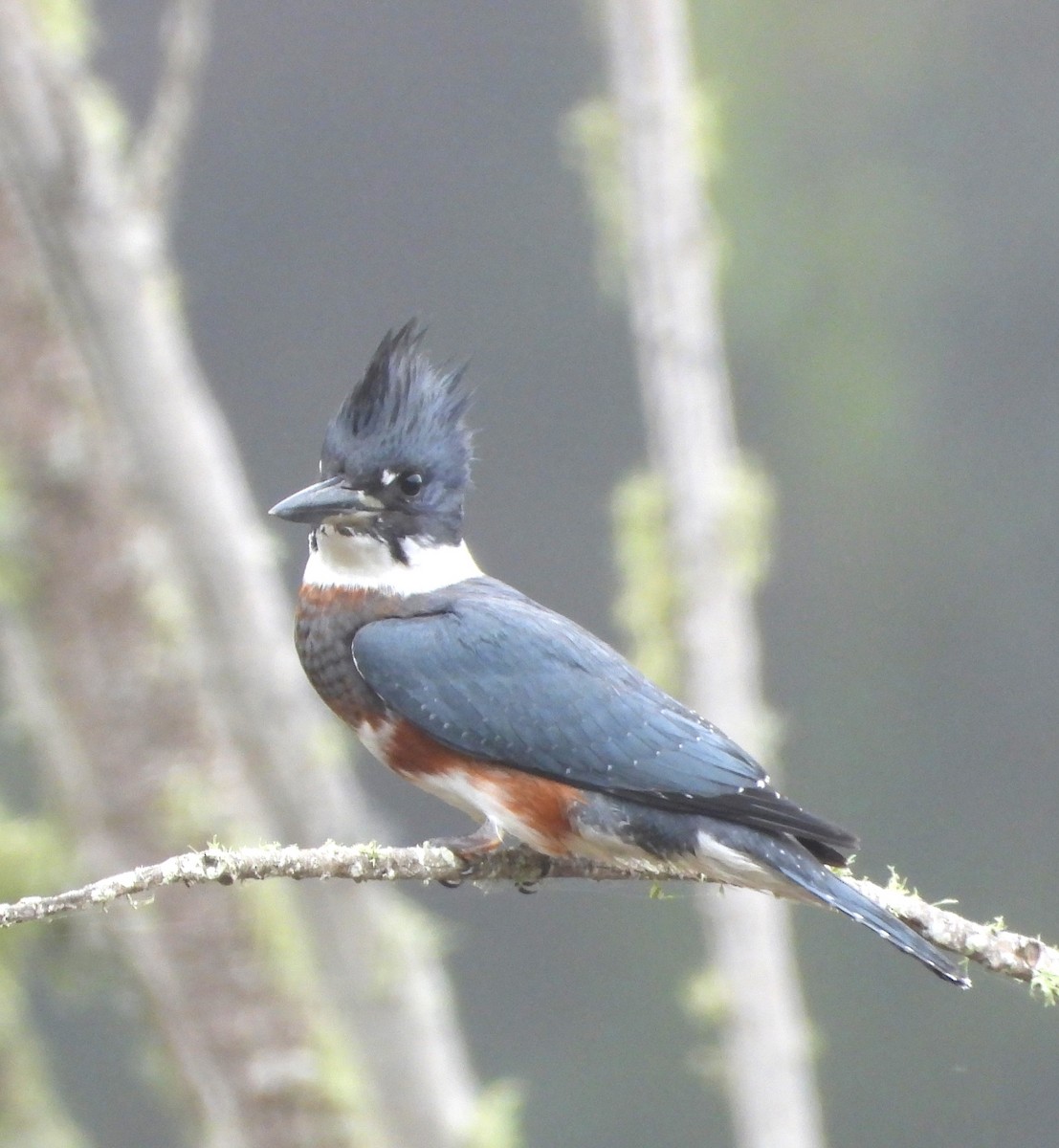 Belted Kingfisher - ML621681427