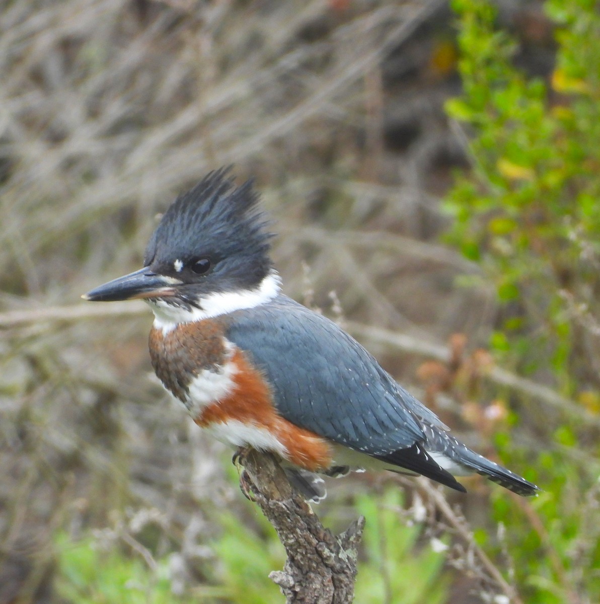 Belted Kingfisher - ML621681428