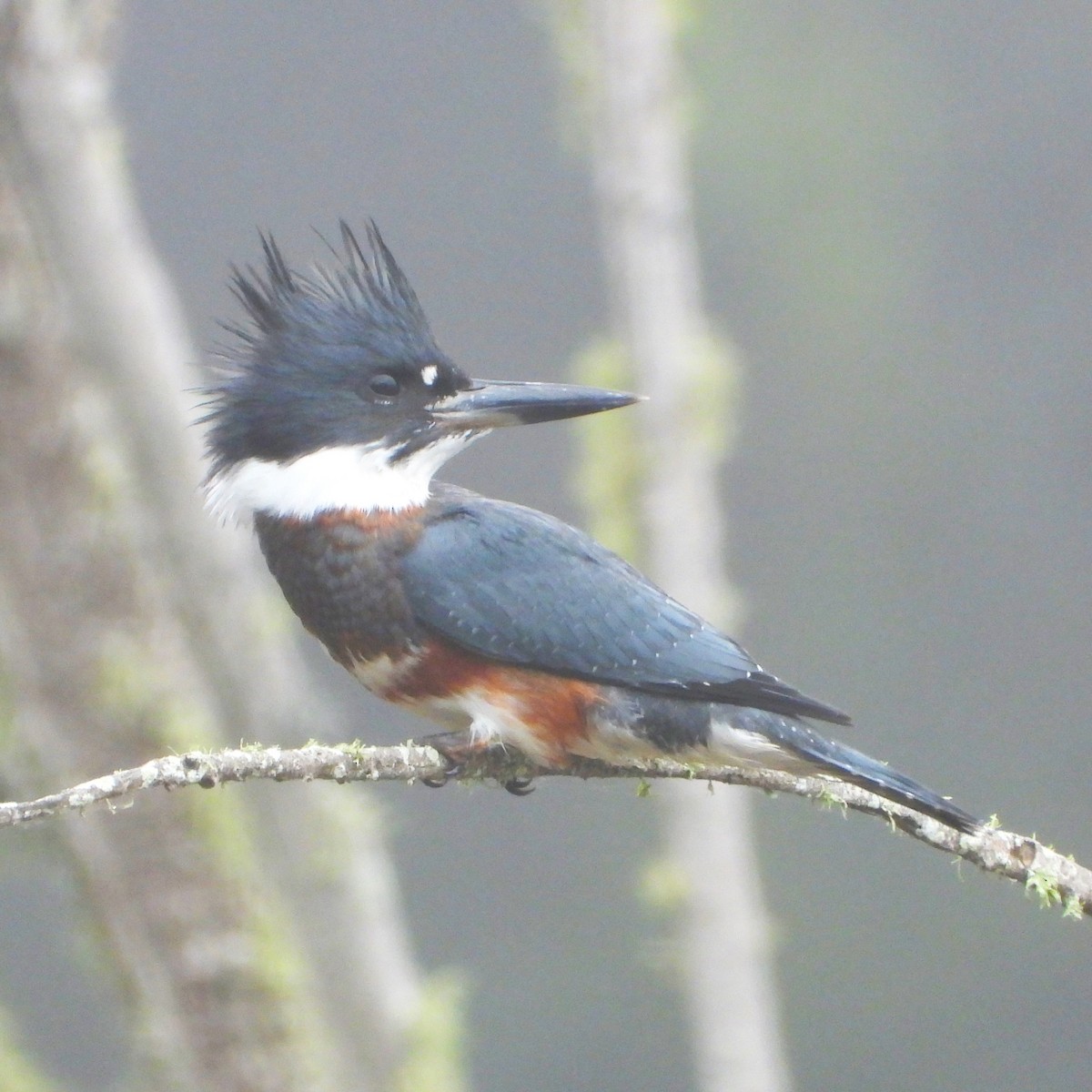 Belted Kingfisher - ML621681429