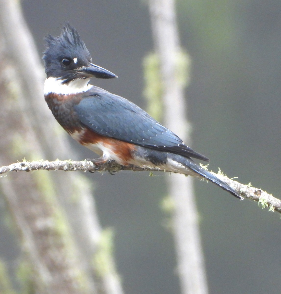 Belted Kingfisher - ML621681430