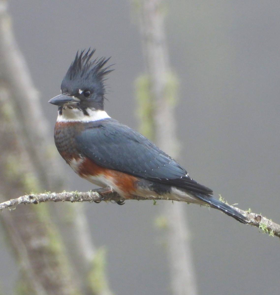 Belted Kingfisher - ML621681431