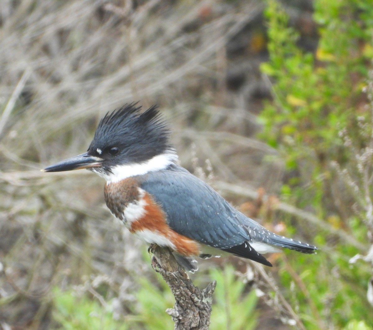 Belted Kingfisher - ML621681432