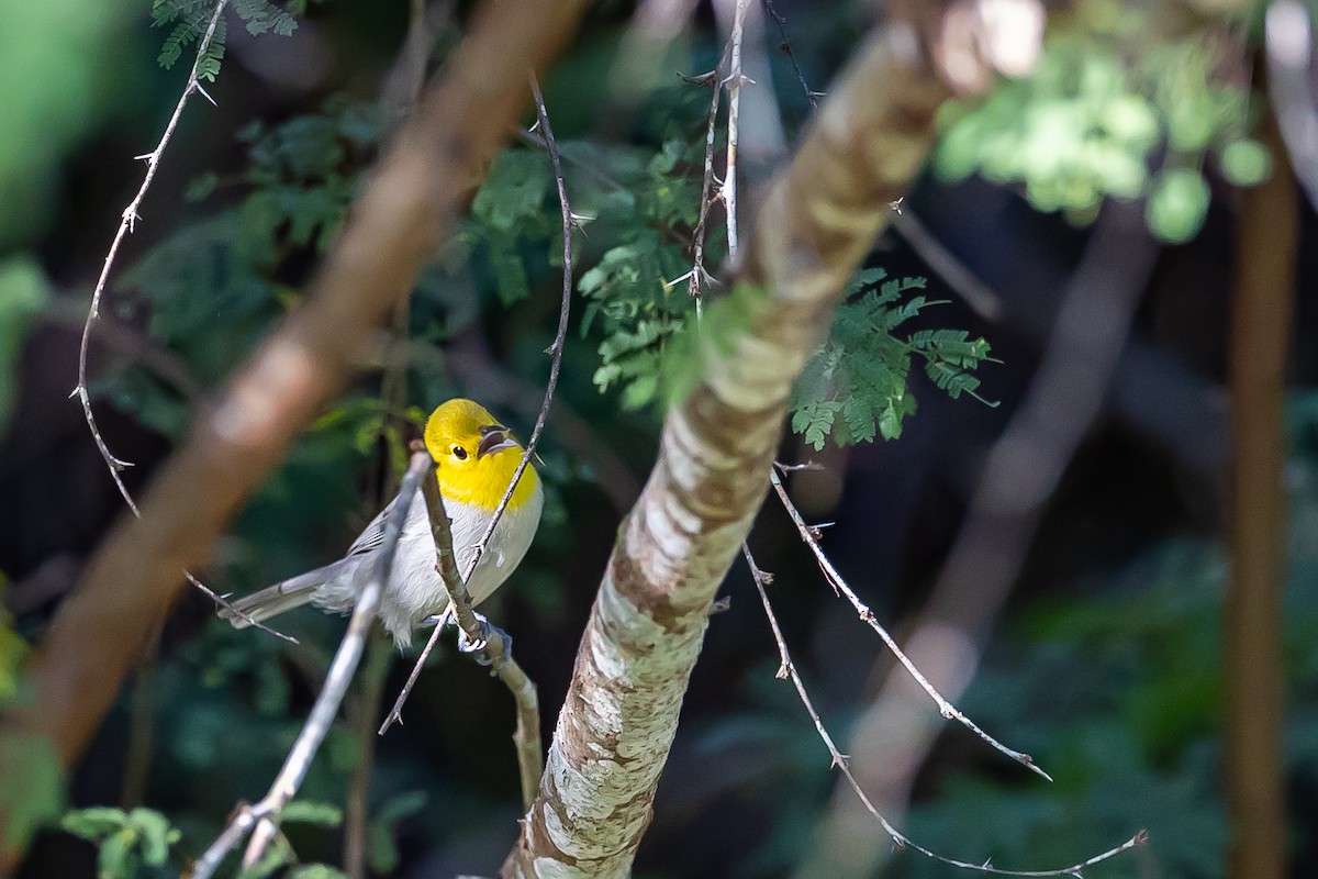 Yellow-headed Warbler - ML621681439