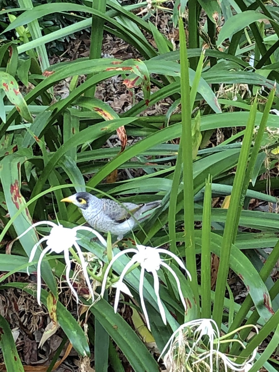 Noisy Miner - ML621681452