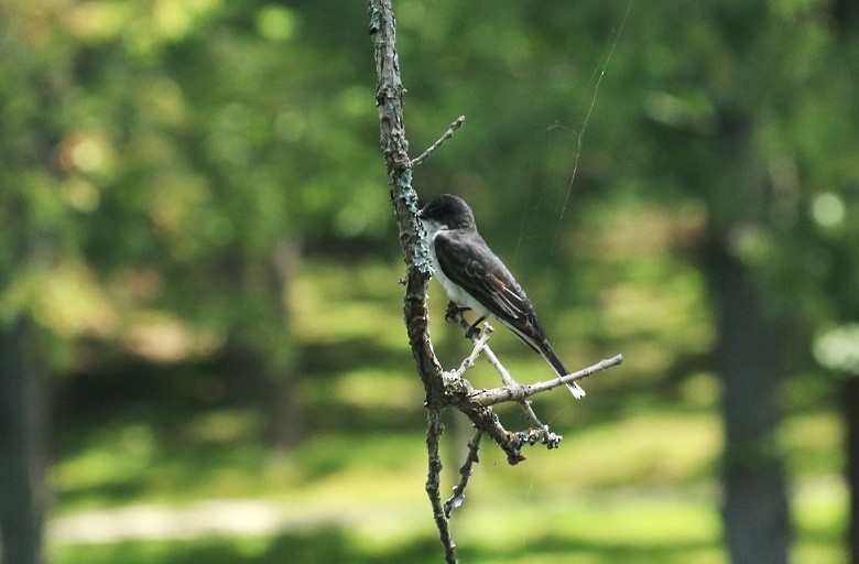 Eastern Phoebe - ML621681497