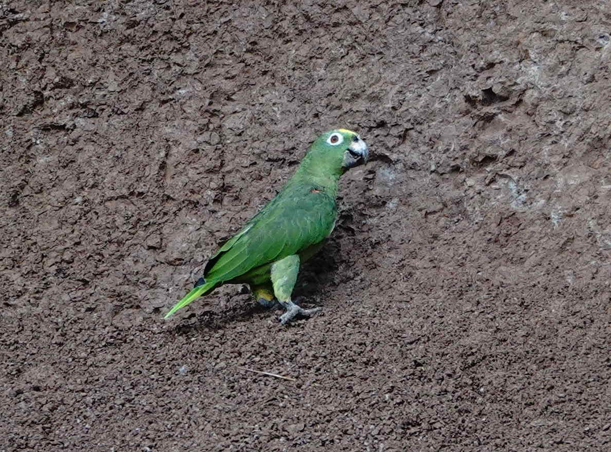 Yellow-crowned Parrot - ML621681564